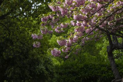 【花卉摄影】菊樱：春暮的绮丽华章