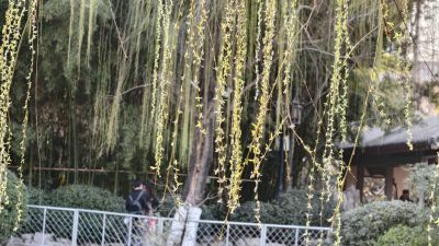 趵突泉春韵