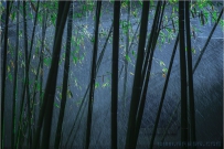 花季-8
