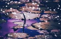 蜻蜓之恋