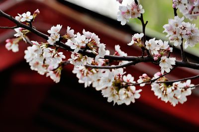 亭前樱花（2）
