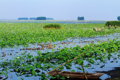 《一湖荷叶满湖春》
