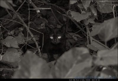 野猫咪