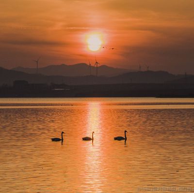 天鹅湖之晨