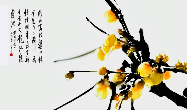 腊梅花开