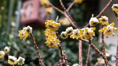 结香花