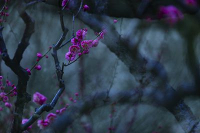 梅花季 梅之韵（七）