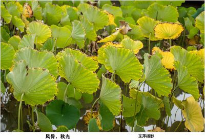 风骨 秋光