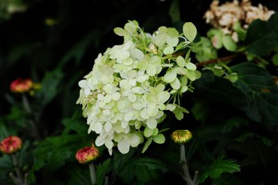 绣球花