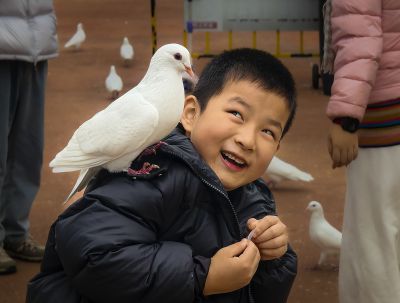 顽童与白鸽