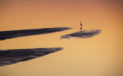 济南黄河鱼鹰3