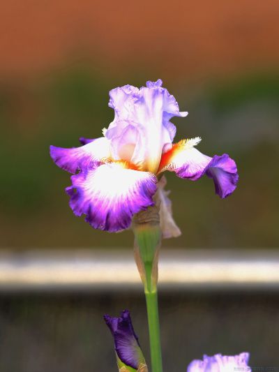 鸢尾花