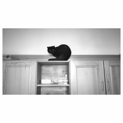 黑猫