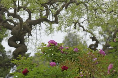 傲骨 芬芳