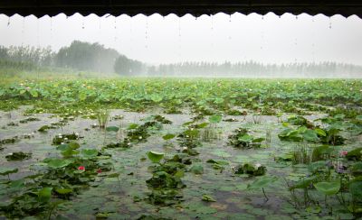 《雨荷》