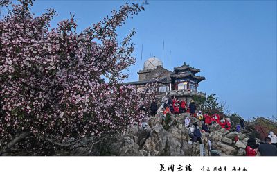 花开云端