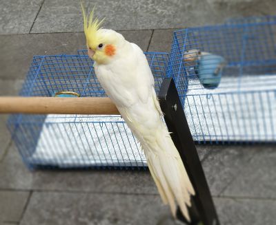 画眉鸟