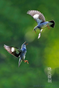 丝光椋鸟