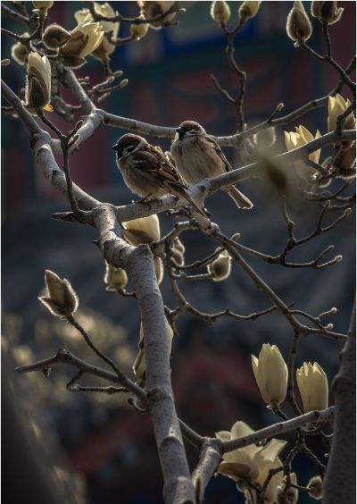 在春天里