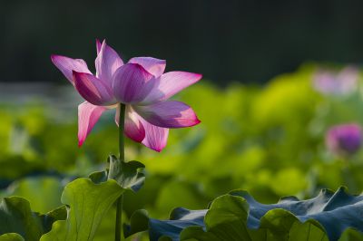 清水芙蓉