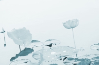 [原创]夏日荷境