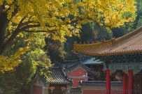 淌豆寺禅韵