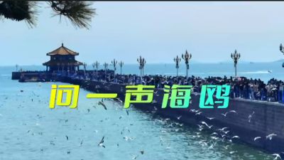 问一声海鸥
