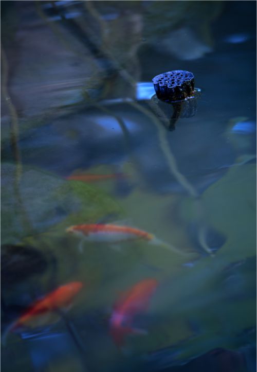 凉秋