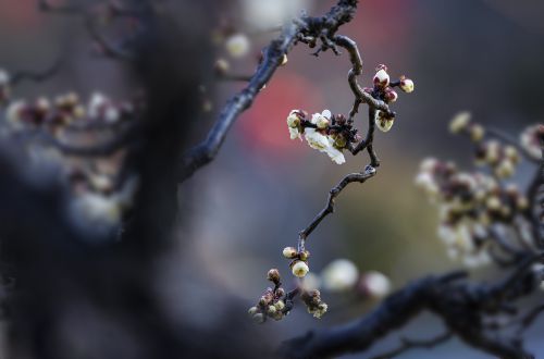 图说龙游梅