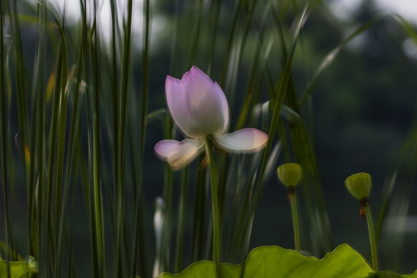 荷花韵意