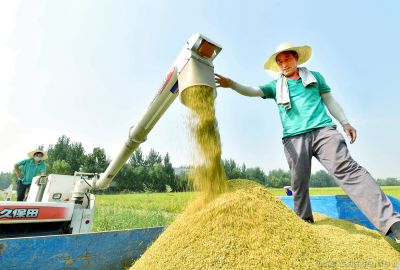 五洲稻花香米昨日开镰
