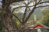 寺院禅声