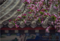 花季-7