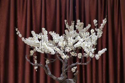 迎春梅展（5）