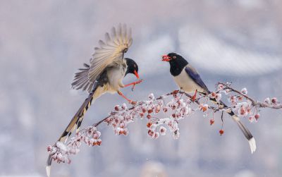 双鹊图
