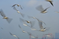 展翅遨翔