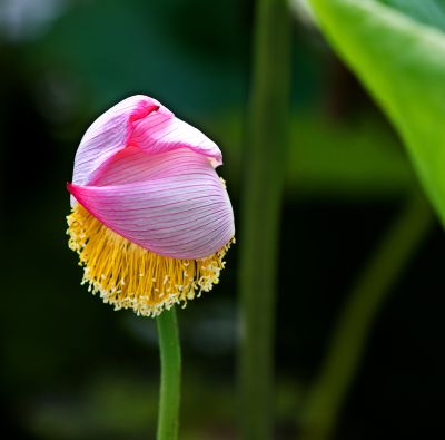 《羞涩》