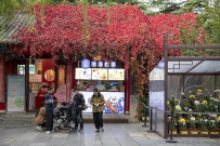 泉畔菊展