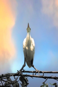 白鹭