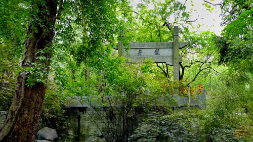 西湖龙井