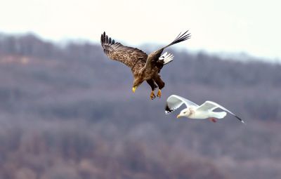 伴飞！