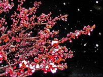飞雪迎春