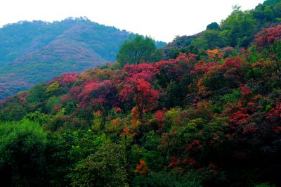 红叶谷风光