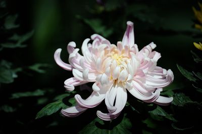 秋光菊韵‌（2）