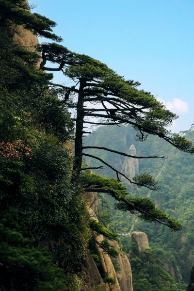 迎客松