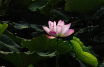 荷花仙子5