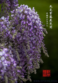 [原创]又见紫藤花儿开