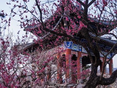 梅花盛开