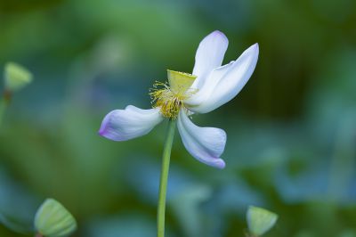 水出芙蓉