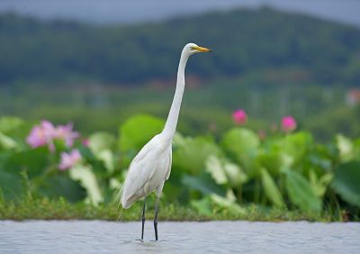 高高在上